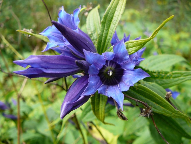 Schwalbenschwanzenzian-Kleinarl