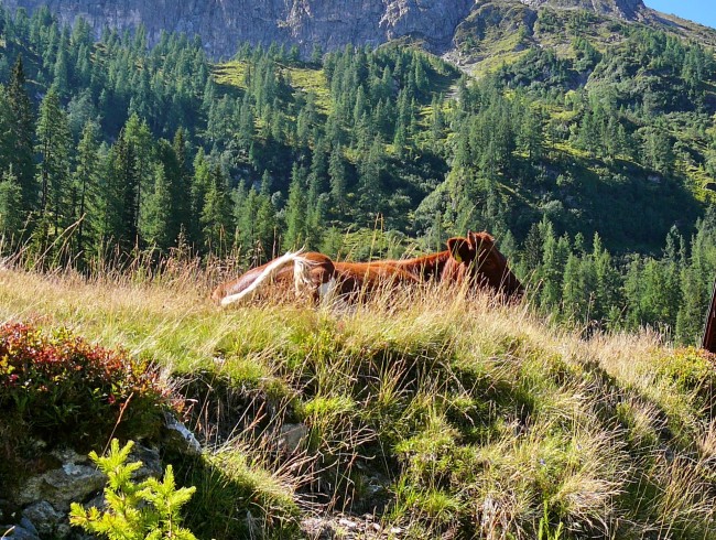 Kuh-Steinkaralm-Kleinarl
